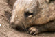 Southern Hairy Nosed Wombat Poster Print by David Wall