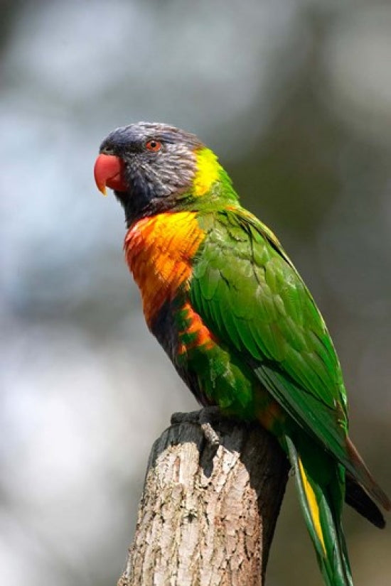 Close-up poster print of a Rainbow Lorikeet by David Wall.