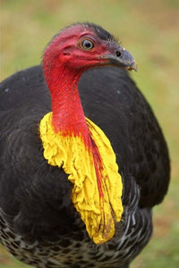 Australian Brush-Turkey poster print by David Wall showcasing vibrant colors and fine detail.