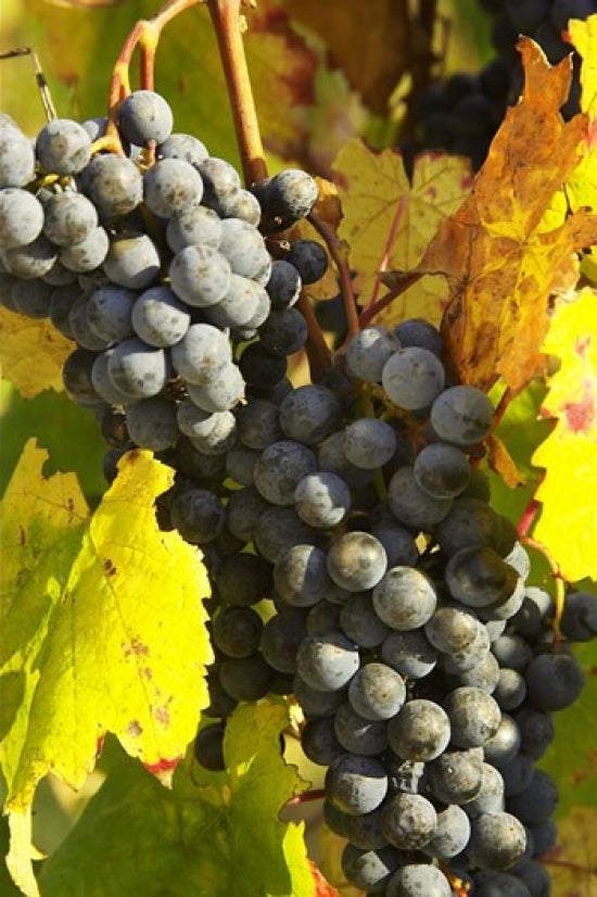 Red Grapes Poster Print by David Wall showcasing Bright Vineyard, Australia.