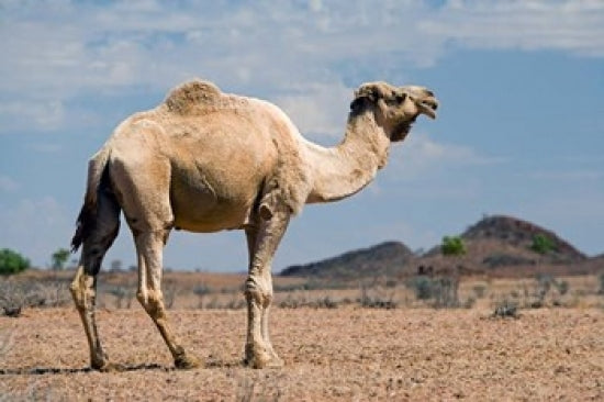 Camel near Stuart Highway in the Outback, Northern Territory, Australia Poster Print by David Wall.