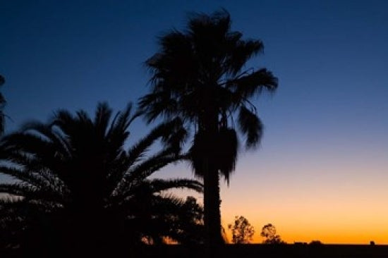 Palm Trees at Sunset on Stuart Highway Art Print by David Wall