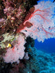 Fan Coral Poster Print by David Wall featuring vibrant colors from Agincourt Reef, Great Barrier Reef.