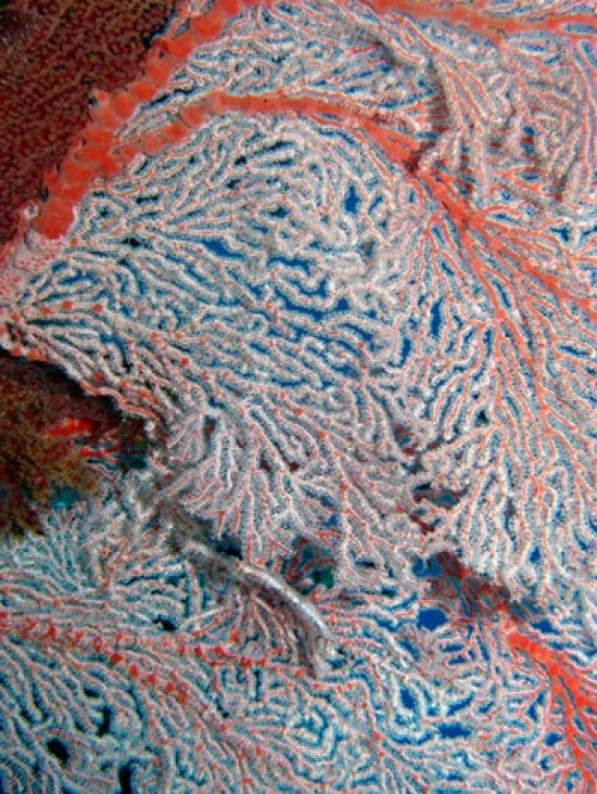 Fan Coral Poster Print showcasing the beauty of the Great Barrier Reef by David Wall.