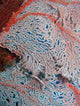Fan Coral from the Great Barrier Reef Poster Print by David Wall