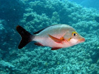 Paddletail fish poster print from Agincourt, Great Barrier Reef, Australia.