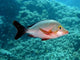 Paddletail fish poster print from Agincourt, Great Barrier Reef, Australia.