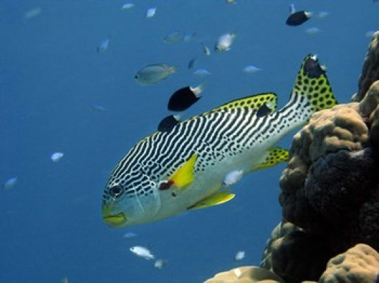 Diagonal-Banded Sweetlips Poster Print by David Wall showcasing Great Barrier Reef marine life.