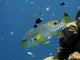 Diagonal-Banded Sweetlips Poster Print by David Wall showcasing Great Barrier Reef marine life.