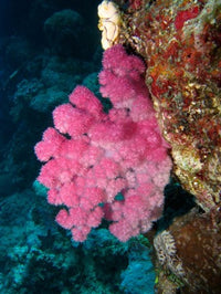 Agincourt Reef Poster Print by David Wall - Great Barrier Reef Artwork