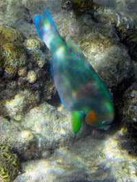 Surf Parrotfish poster print showcasing vibrant colors from the Great Barrier Reef