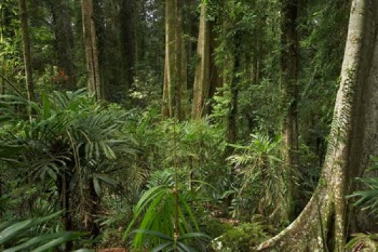 Wonga Walk Rainforest Trees Poster Print by David Wall