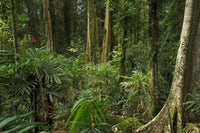 Wonga Walk Rainforest Trees Poster Print by David Wall