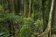 Wonga Walk Rainforest Trees Poster Print by David Wall