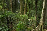Australia Rainforest Trees Wonga Walk Poster Print by David Wall