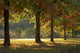 Khancoban Autumn Poster Print by David Wall featuring vibrant fall colors.
