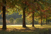 Australia New South Wales Khancoban Autumn Poster Print by David Wall