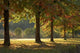 Australia New South Wales Khancoban Autumn Poster Print by David Wall
