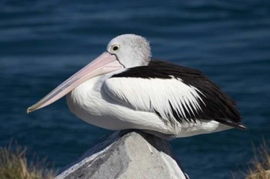 Australian Pelican Poster Print by David Wall showcasing a pelican at Blacksmiths, NSW, Australia.