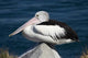 Australian Pelican Poster Print by David Wall showcasing the bird in Blacksmiths, NSW.
