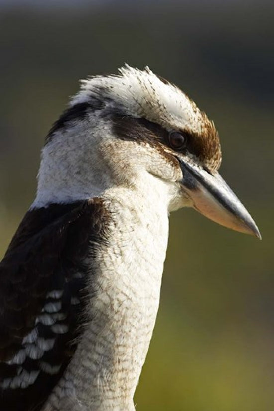 Laughing Kookaburra bird poster print by David Wall, showcasing vibrant colors and detailed imagery.
