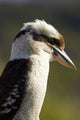 Laughing Kookaburra bird poster print by David Wall, showcasing vibrant colors and detailed imagery.