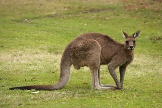 Kangaroo at Trial Bay, New South Wales Poster Print by David Wall
