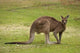 Kangaroo at Trial Bay, New South Wales Poster Print by David Wall