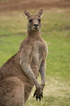 Kangaroo at Trial Bay, New South Wales Poster Print by David Wall