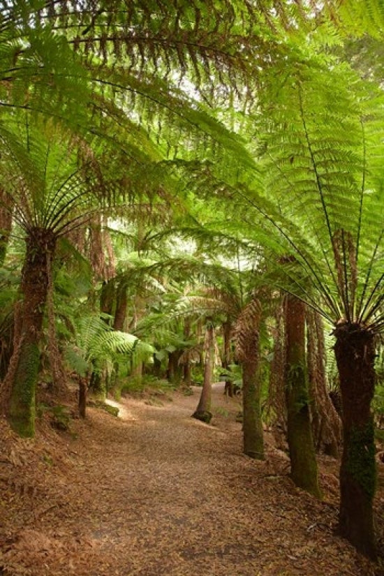 Path to St Columba Falls State Reserve Poster Print by David Wall, showcasing the serene Australian landscape.