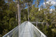 AirWalk Paths in Tahune Forest, Tasmania Poster Print by David Wall