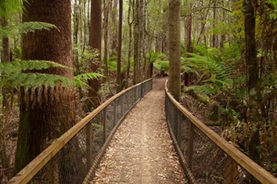 Tall Trees Walk Fine Art Print by David Wall from Mount Field National Park, Tasmania