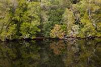 Forest in Wild Rivers National Park Poster Print by David Wall, showcasing lush Australian landscapes.