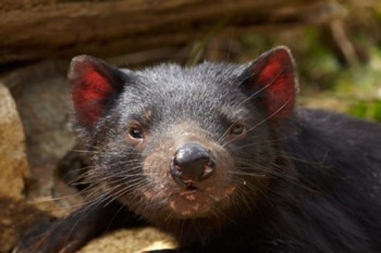 Tasmanian Devil Wildlife Poster Print by David Wall showcasing the Tasmanian Devil in Southern Tasmania.
