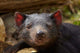 Tasmanian Devil Wildlife Poster Print by David Wall showcasing the Tasmanian Devil in Southern Tasmania.