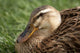 Duck Poster Print featuring Richmond, Tasmania, Australia by David Wall