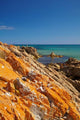 Orange Lichen, Green Point, Ann Bay, Australia Poster Print by David Wall.