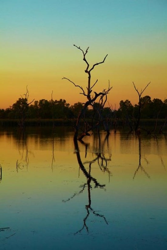Dead Trees at Lily Creek Lagoon poster print by David Wall, showcasing a tranquil Australian landscape.
