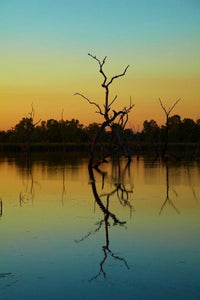 Dead Trees at Lily Creek Lagoon poster print by David Wall, showcasing a tranquil Australian landscape.