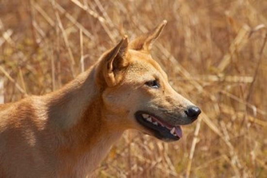 Dingo Wildlife Poster Print from Kakadu National Park by David Wall