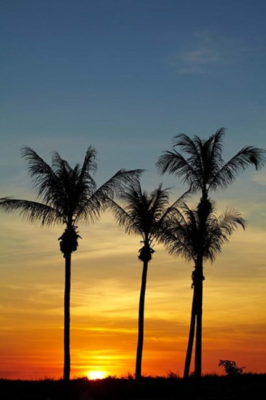 Mindil Beach poster print featuring palm trees in Darwin, Australia by David Wall.