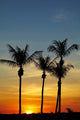 Mindil Beach poster print featuring palm trees in Darwin, Australia by David Wall.