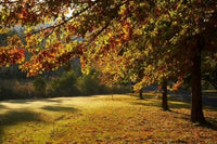 Autumn Trees in Khancoban, Snowy Mountains, New South Wales Poster Print by David Wall