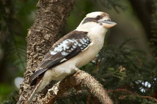 Laughing Kookaburra Poster Print by David Wall, showcasing the beauty of Australian wildlife.