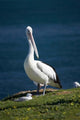 Australian Pelican bird poster print by David Wall showcasing the beauty of nature.
