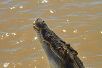 Jumping Crocodile Cruise Poster Print featuring crocodiles leaping in Adelaide River, Australia.
