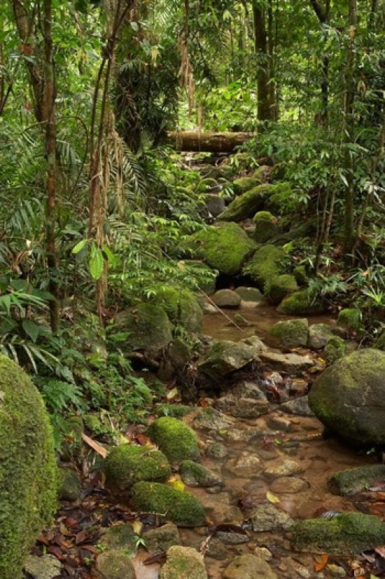 Stream in Wooroonooran National Park Poster Print by David Wall