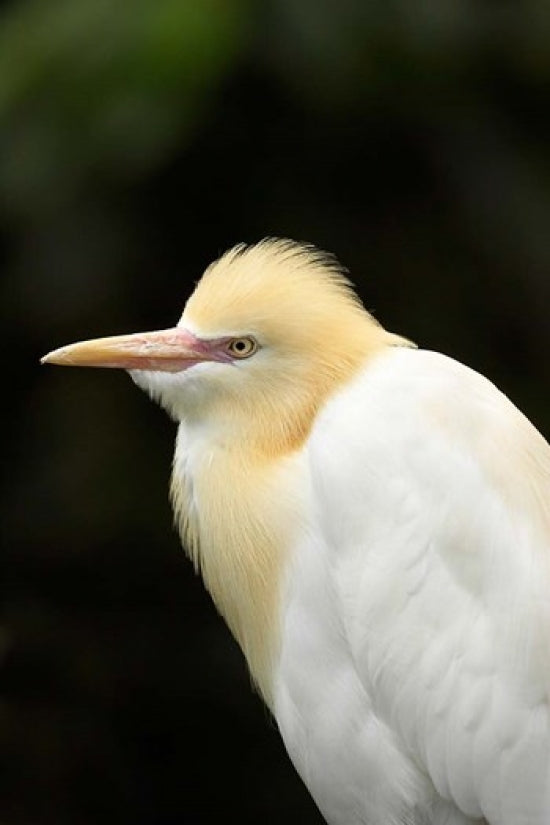 Cattle Egret Art Print showcasing the elegant bird in its natural habitat.