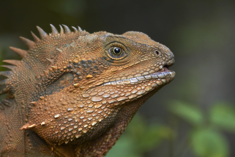 Eastern Water Dragon (Physignathus lesueurii) Poster Print by David Wall