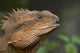 Eastern Water Dragon (Physignathus lesueurii) Poster Print by David Wall